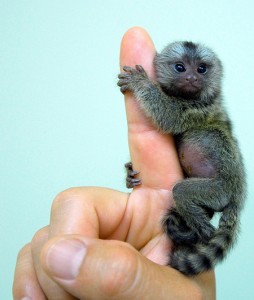 20130716152713-thucung-khi-marmoset