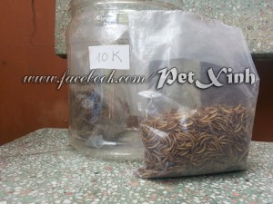 Thức ăn nhím sâu rang bơ