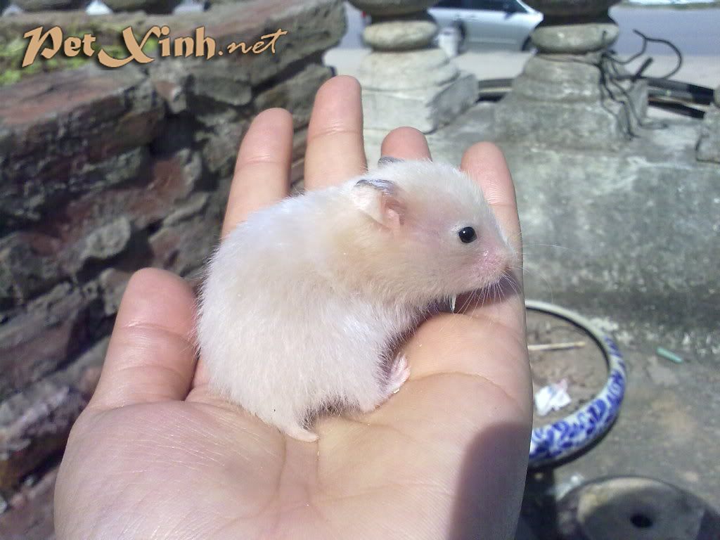hamster bear lông ngắn