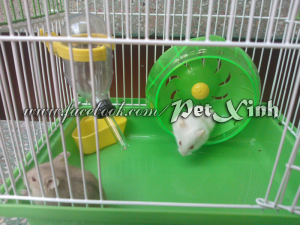 Trọn bộ combo hamster