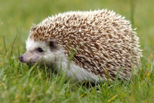Nhím kiểng Hedgehog