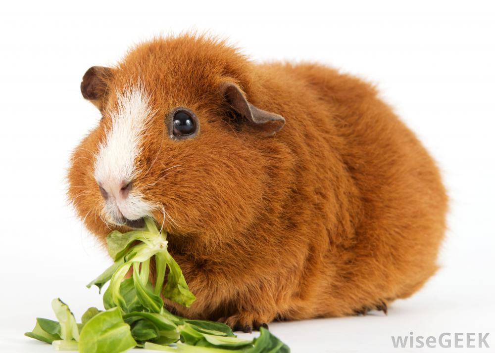 Bọ ú lông xù guinea pig giá rẻ tp hcm gò vấp