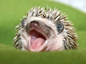 hedgehog teeth care
