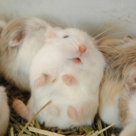 Hamster Winter White