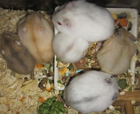 Hamster Winter White 18 hamster winter white trắng sọc