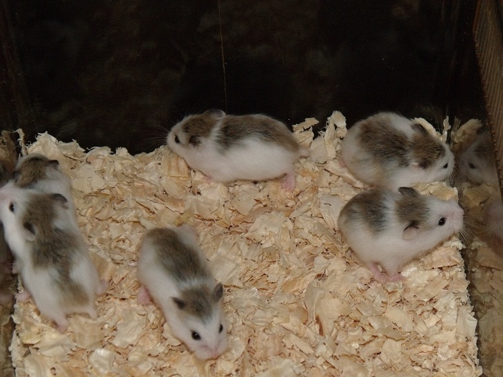 Hamster Robo 18 hamster robo pied (robo bò sữa)