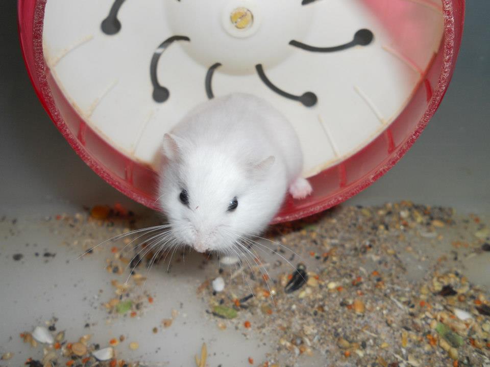 Hamster Robo 17 hamster robo platinum