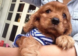 dịch vụ trông nom thú cưng nổ rộ ngày tết