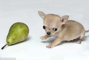 Chú chó chihuahua mini bé nhất thế giới