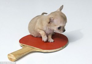 Chú chó chihuahua mini bé nhất thế giới
