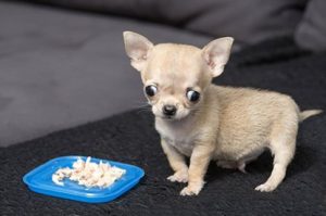 Chú chó chihuahua mini bé nhất thế giới