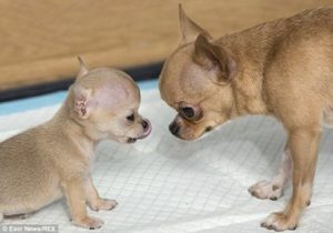 Chú chó chihuahua mini bé nhất thế giới