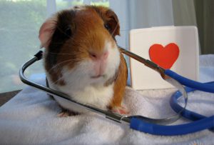 Chăm sóc sức khỏe cho các bé guinea pig
