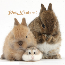 thu mua hamster chó kiểng nhím kiểng