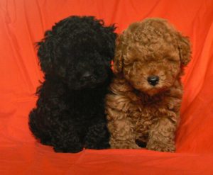 Chó Poodle Toy TP.HCM Gò Vấp