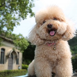 phối giống chó Poodle tp hcm bao đậu