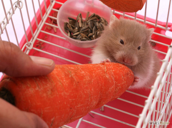 bổ sung dinh dưỡng cho hamster