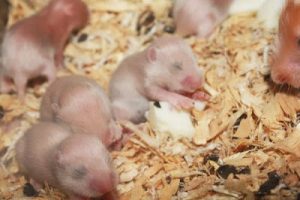 hamster baby