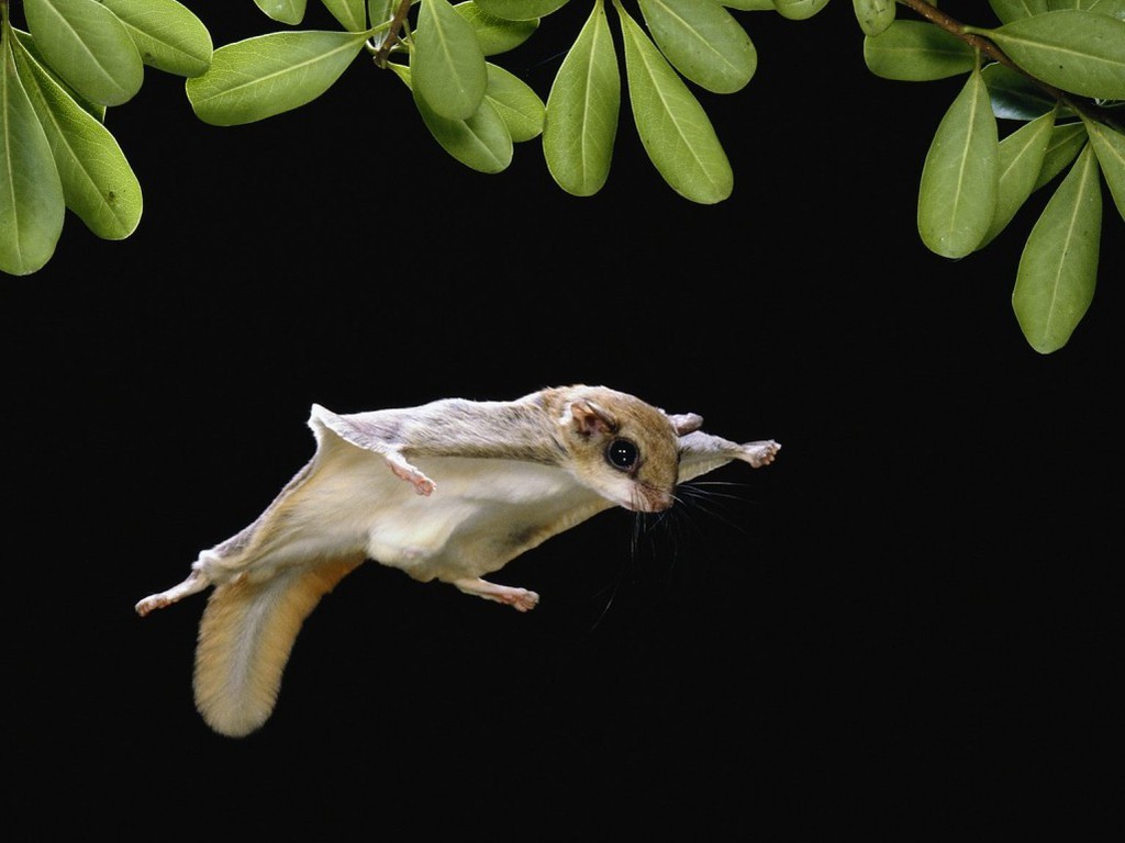 Sóc Bay Úc (Sugar Glider) 11 Sóc bay Úc có thể lướt như tàu lượn từ 60-100m trên không trung