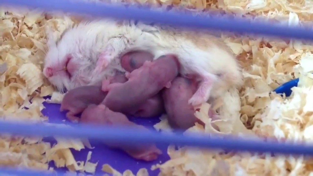 hamster cho con bú