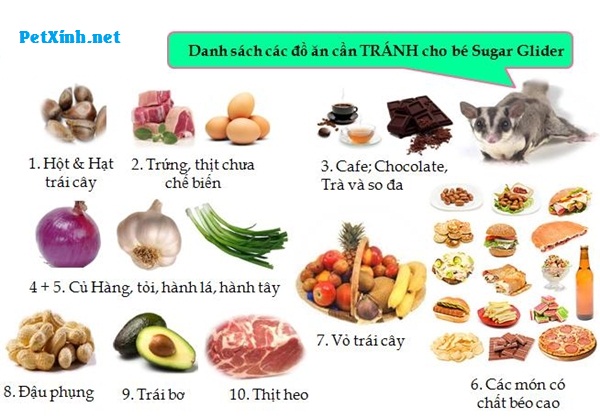 Cách nuôi Sóc Bay Úc (Sugar slider) cho người mới chơi 4 các loại thức ăn cần tránh cho sóc bay