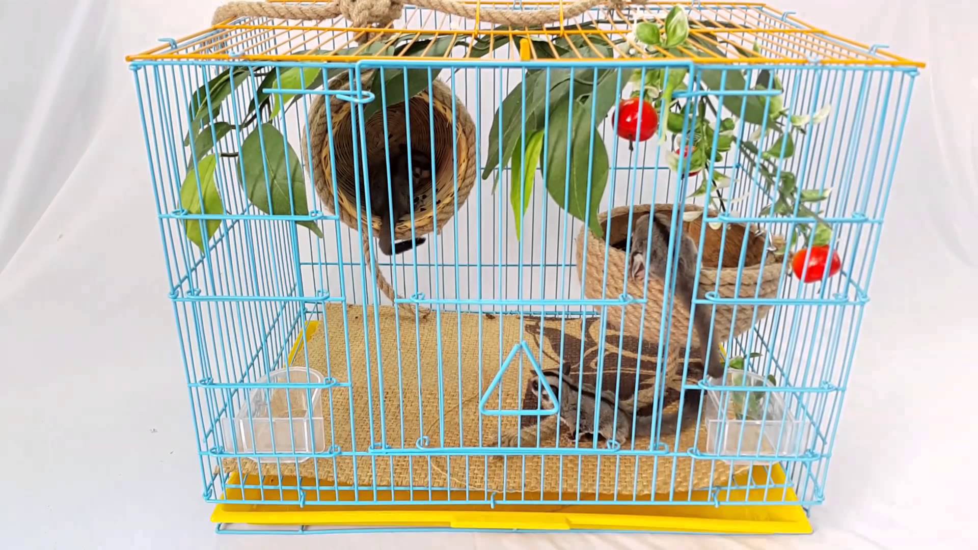 Cách nuôi Sóc Bay Úc (Sugar slider) cho người mới chơi 5 lồng nuôi sóc bay