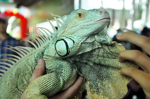 Rồng Nam Mỹ Xanh (Green Iguana) 1 một chú rồng nam mỹ hầm hố