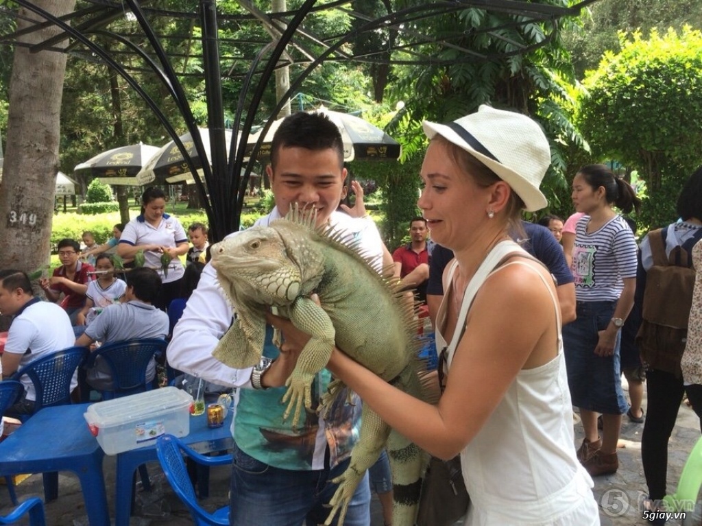 Rồng Nam Mỹ Xanh (Green Iguana) 2 rồng nam mỹ