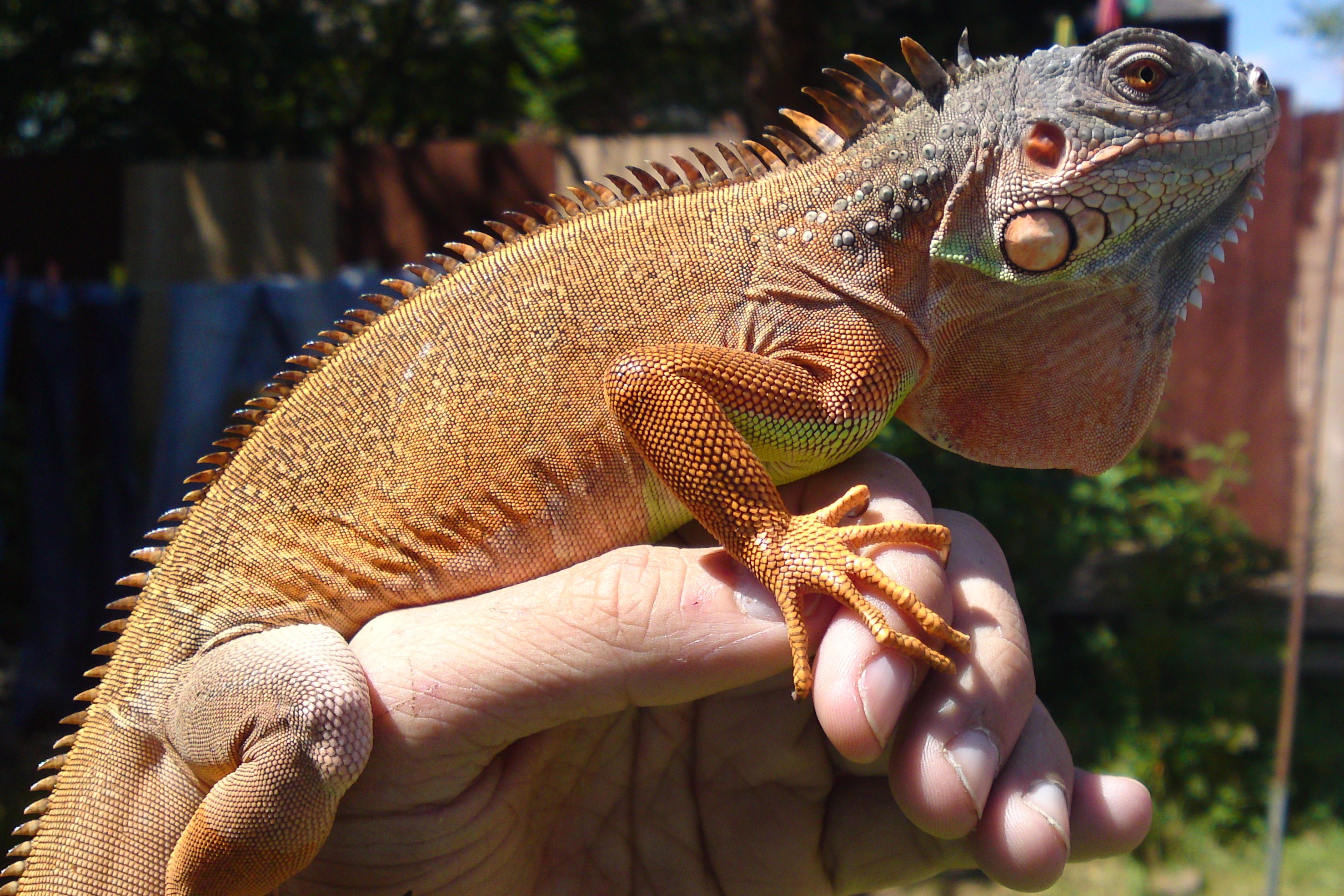 red iguana kỳ nhông nam mỹ