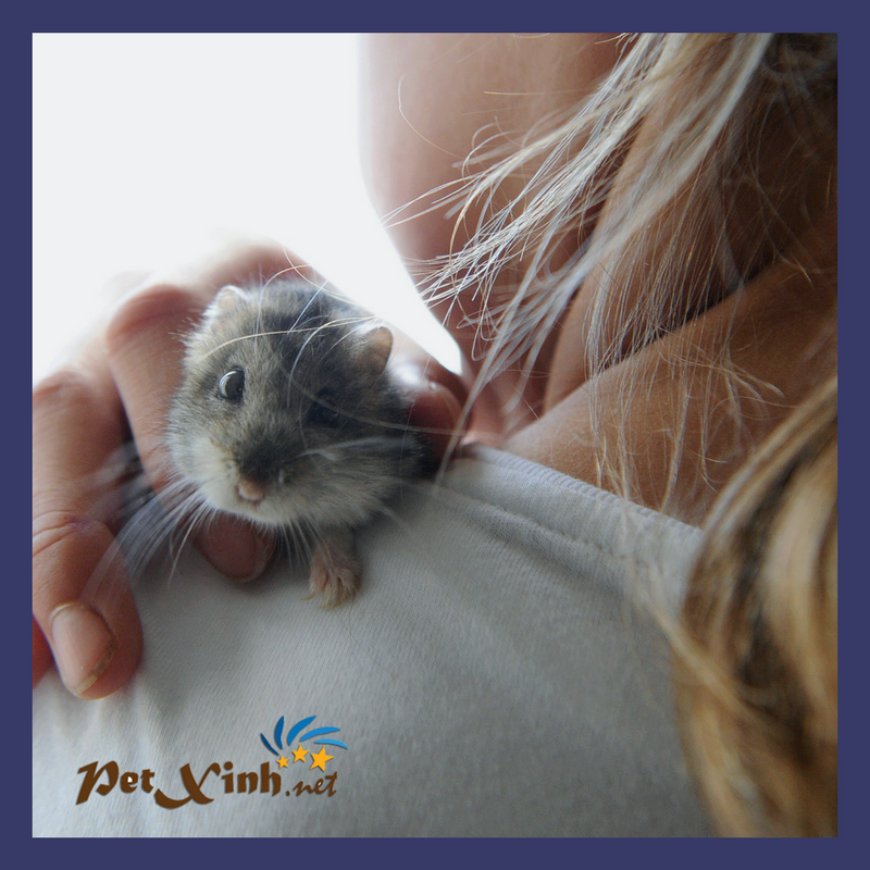 10 Điều tôi yêu em "Hamster" 3 hamster petxinh