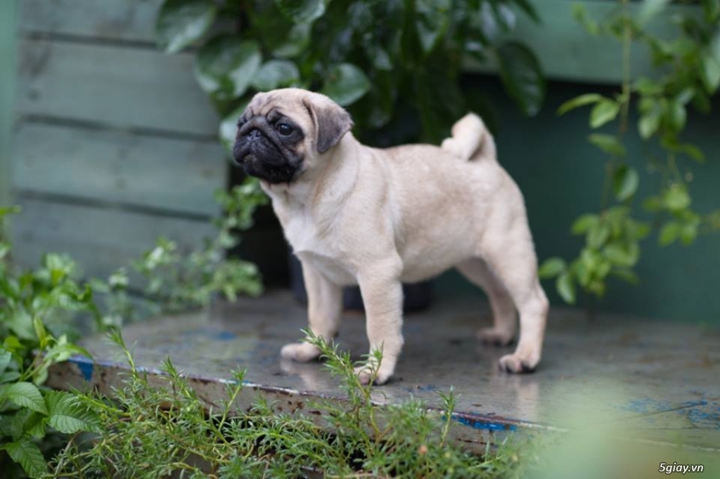 Chó Pug mặt xệ 1 chó pug thuần chủng