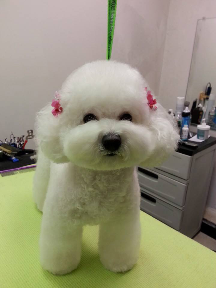 groom lông poodle