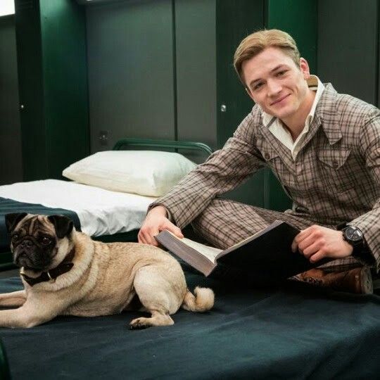 Chó Pug mặt xệ 2 chó pug đặc vụ Kingmen