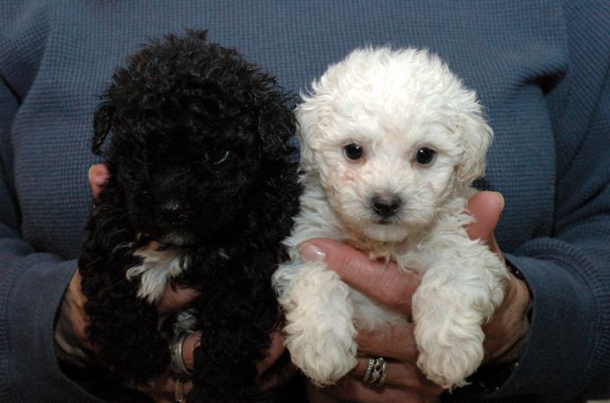poodle trắng và đen