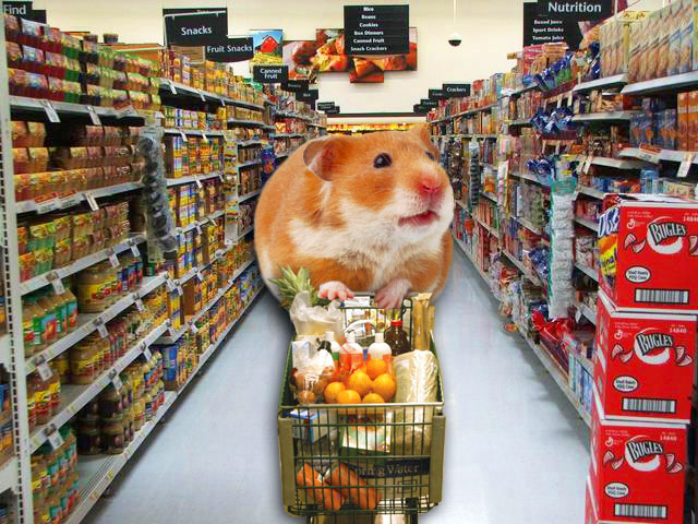 Nuôi Hamster... cần chuẩn bị gì? 2 chuẩn bị gì khi nuôi hamster