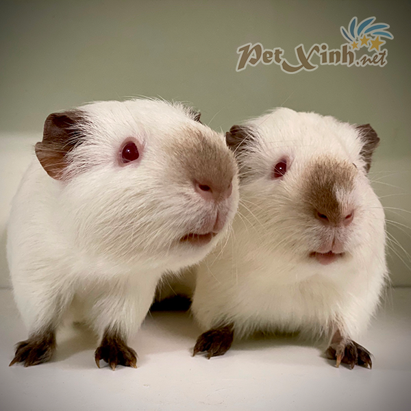 bọ ú Himalaya himalayan guinea pig