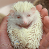 nhím kiểng trắng nhím trắng bạch tạng nhím albino