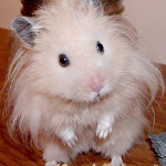 Hamster bear lông xù