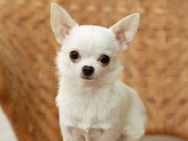 chó chihuahua