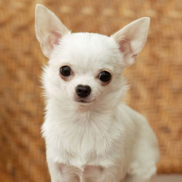 chó chihuahua
