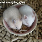Hamster bear giá rẻ Gò Vấp TP. Hồ Chí Minh