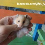 Hamster bear giá rẻ Gò Vấp TP. Hồ Chí Minh