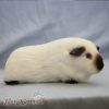 bọ ú Himalaya himalayan guinea pig