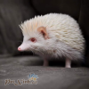nhím kiểng trắng nhím trắng bạch tạng nhím albino
