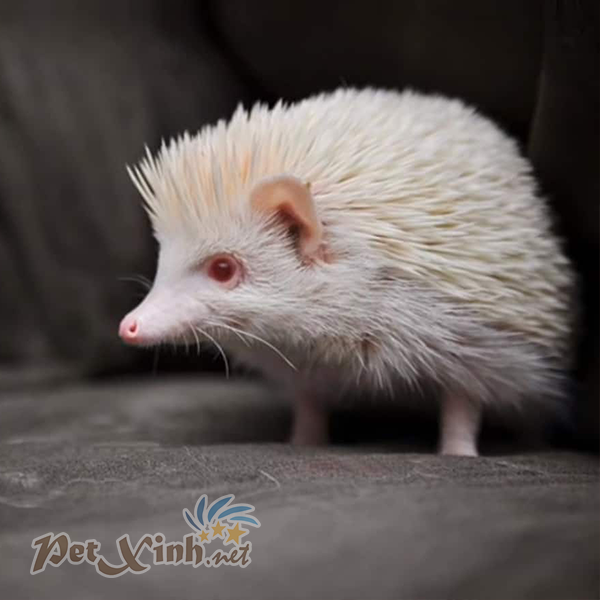 nhím kiểng trắng nhím trắng bạch tạng nhím albino
