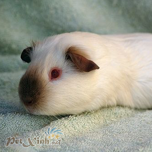 bọ ú Himalaya himalayan guinea pig