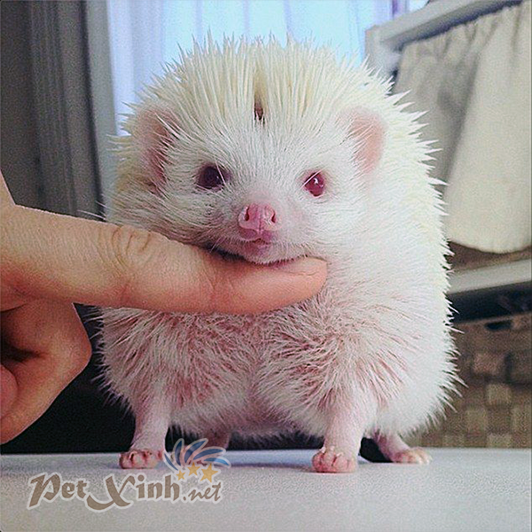nhím kiểng trắng nhím trắng bạch tạng nhím albino