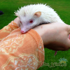 nhím kiểng trắng nhím trắng bạch tạng nhím albino