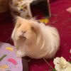 guinea pig coronet