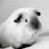 bọ ú Himalaya himalayan guinea pig